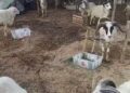 Bupati Irna Imbau Semua Komponen Berkolaborasi Untuk Menjaga Alam dan Melestarikan Budaya