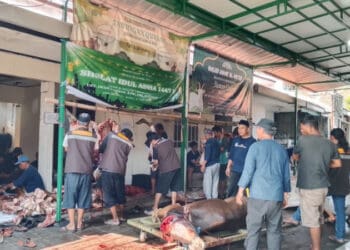 Jumlah Hewan Kurban di Masjid Jami Al-Mu'iid Pinang Melonjak Signifikan, Panitia: Berkat Tabakur