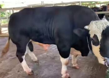 Baron dari Lebak Jadi Sapi Kurban Presiden, Harganya Rp110 Juta