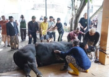 Sachrudin Saksikan Penyembelihan Sapi Kurban Bantuan Presiden di Cipondoh
