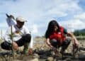 PMI Tanam 25 Ribu Bibit Mangrove untuk Lindungi Pesisir Buru Selatan