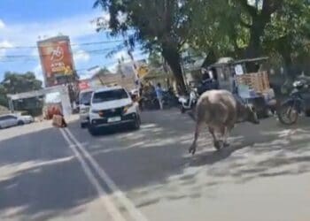 Kerbau Kurban Ngamuk di Kota Rangkasbitung, Acak-acak Rumah Warga