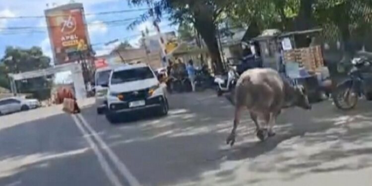 Kerbau Kurban Ngamuk di Kota Rangkasbitung, Acak-acak Rumah Warga