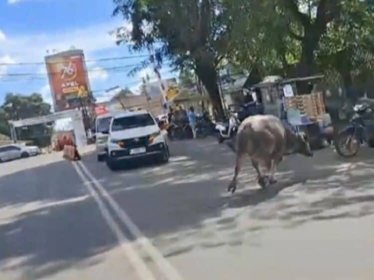 Kerbau Kurban Ngamuk di Kota Rangkasbitung, Acak-acak Rumah Warga