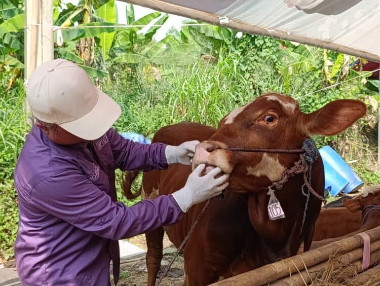 MUI Tangerang Selatan Imbau Warga Selektif Pilih Hewan Kurban