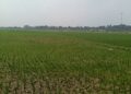MASA TANAM : Ratusan hektare lahan pertanian di Kecamatan Tunjungteja masuk masa tanam kedua. Kurangnya penguluh di Pemprov Banten bisa menyebabkan kurang optimalnya pengolahan lahan pertanian. (ISTIMEWA)