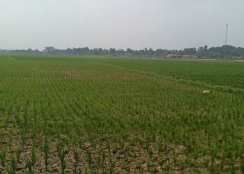 MASA TANAM : Ratusan hektare lahan pertanian di Kecamatan Tunjungteja masuk masa tanam kedua. Kurangnya penguluh di Pemprov Banten bisa menyebabkan kurang optimalnya pengolahan lahan pertanian. (ISTIMEWA)