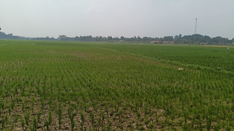 MASA TANAM : Ratusan hektare lahan pertanian di Kecamatan Tunjungteja masuk masa tanam kedua. Kurangnya penguluh di Pemprov Banten bisa menyebabkan kurang optimalnya pengolahan lahan pertanian. (ISTIMEWA)