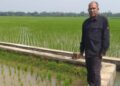 MEMERIKSA SAWAH : Kepala Dinas Ketahanan Pangan Banten, Nasir M Daud, memeriksa areal sawah di Pandeglang. (ISTIMEWA)