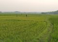 MULAI DITANAM : Sawah milik masyarakat di Kecamatan Tunjungteja, Kabupaten Serang, mulai ditanami. Lahan tersebut masuk dalam kawasan industri, dan banyak diburu para investor untuk diubah menjadi pabrik. (ISTIMEWA)
