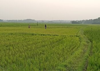 MULAI DITANAM : Sawah milik masyarakat di Kecamatan Tunjungteja, Kabupaten Serang, mulai ditanami. Lahan tersebut masuk dalam kawasan industri, dan banyak diburu para investor untuk diubah menjadi pabrik. (ISTIMEWA)