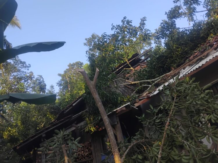 RUMAH AMBRUK - Pohon tumbang menimpa rumah warga, hingga ambruk dan rusak berat, Rabu (15/7/2026) malam. (ISTIMEWA)