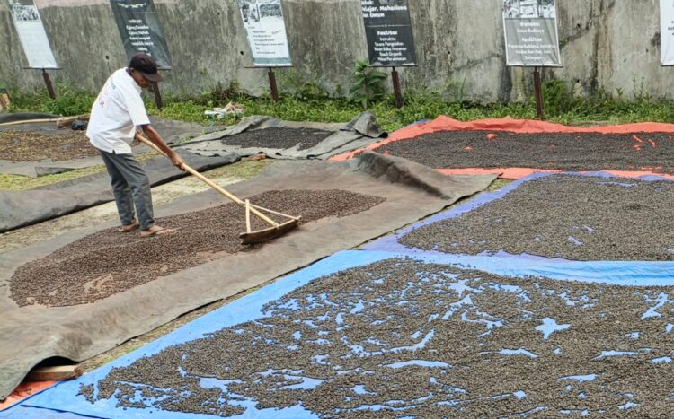 PROSES PENJEMURAN - Seorang petani kopi Desa Bandung, Kecamatan Banjar, Kabupaten Pandeglang, sedang menjemur kopi yang sudah dipetik dari kebun, Selasa (14/7/2026). (MARDIANA/SATELITNEWS.COM)