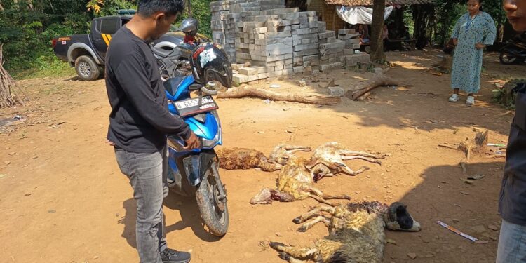 Maling di Lebak Gagal Bawa 5 Ekor Kambing, Motor dan Celana Milik Pelaku Tertinggal