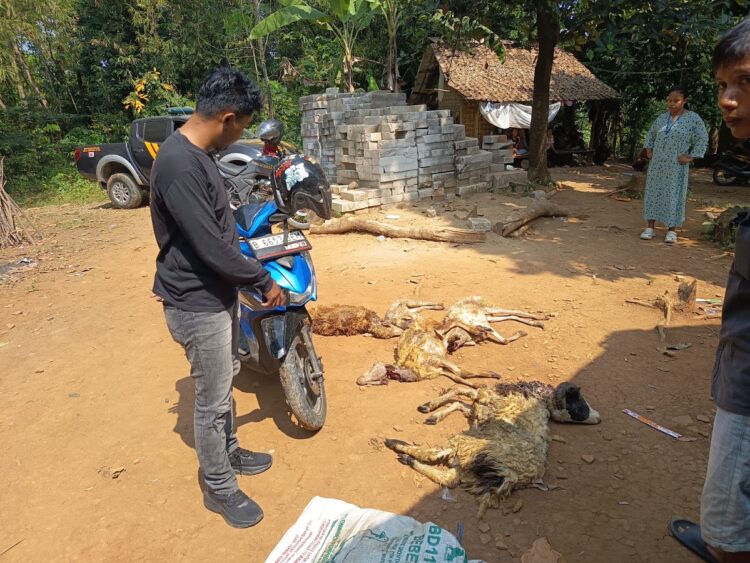 Maling di Lebak Gagal Bawa 5 Ekor Kambing, Motor dan Celana Milik Pelaku Tertinggal